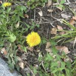 初めまして！ほのかです！