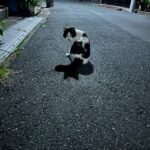猫ちゃんみたいに♡